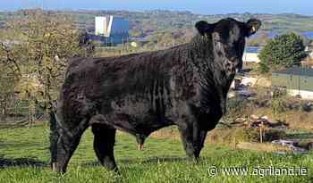 Lisduff Angus on-farm sale to take place this Saturday - Agriland.ie