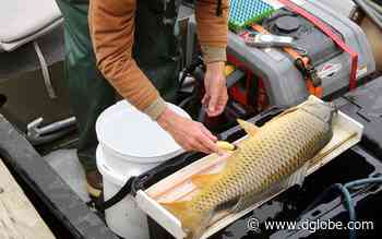 Carp control, pond on District 518 property discussed by Clean Water Partnership | The Globe - The Globe