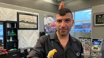 Canaries have kids flocking to Fort McMurray barbershop