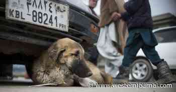 Desperation in Post-Biden Afghanistan Leads to Homeless Reportedly Keeping 'Heroin Dogs' on Streets of Kabul