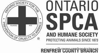 iAdopt continues until December 31st | 96.1 Renfrew Today - renfrewtoday.ca