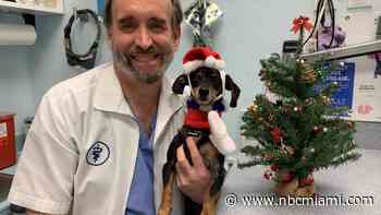 Protecting Your Pets From Holiday Hazards