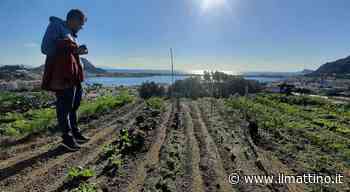 Bacoli, a Villa Cerillo gli orti sociali ​della coop Tre Foglie - ilmattino.it