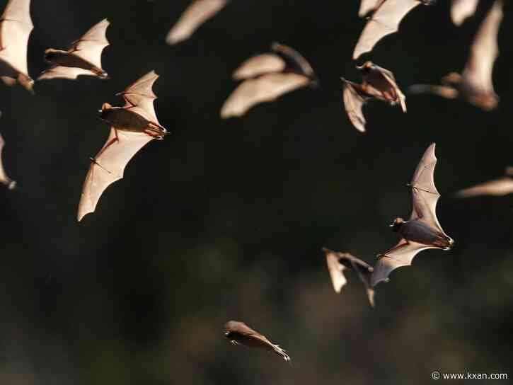 Dead bat found in Cedar Park tests positive for rabies