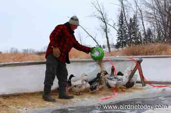 Grow Calgary sets up farm animal sanctuary in Balzac - Airdrie Today