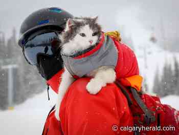 Gary the Cat finds endless adventure in the Rockies — and on social media - Calgary Herald