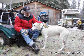 The dogs of Al Magaw - Nelson Star