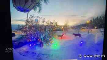 Deer attacks Rudolph decoration in Fort Nelson, B.C. - CBC Music
