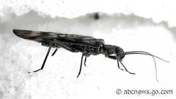 Rare Rocky Mountain insects will need snowfields to survive