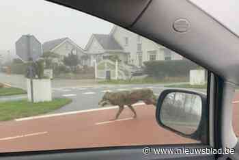 Vrijdag nog gespot nabij Belgische grens, nu loopt wolf over straat in Zeeland: “Indrukwekkende afstand afgelegd”