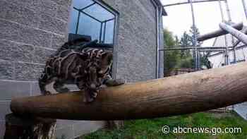 WATCH:  Zookeepers play with clouded leopard cub