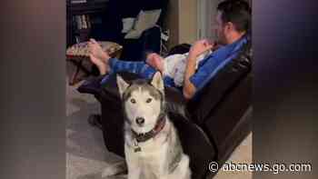 WATCH:  Husky is not thrilled with being a big brother to owner’s newborn