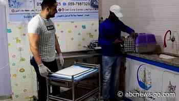 WATCH:  Gaza animal shelter develops mobility devices for disabled animals