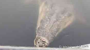 WATCH:  Woman gets a fright when a crocodile lunges at boat