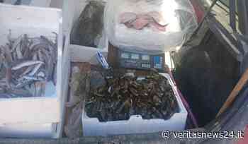 CROTONE - Commerciante di prodotti ittici sanzionato - VeritasNews24