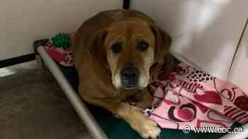 Alberta animal shelter calls for adoptions, fosters, after reaching capacity limit