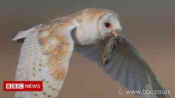 Essex Wildlife Trust photography competition goes to public vote