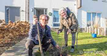 Duizenden Zeeuwen halen gratis inheemse bomen af: 'Een kweepeer is moeilijk aan te komen' - PZC