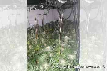 Cannabis farmer jailed after 104 plants found - The Bolton News