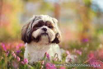 Shih Tzu injured boy at Bolton Rail Station - The Bolton News