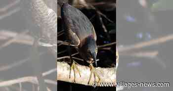 Green Heron With Breakfast At Fenney Nature Trail - Villages-News