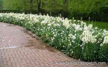 Ask the Master Gardener: Moon gardens can be mesmerizing - Brainerd Dispatch