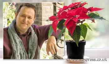 'They hate the cold': Poinsettia secrets from gardener Mark Lane in this week's column - Express
