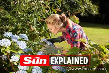 A gardener’s calendar – What you should be doing month to month and all the jobs you should tend to every y... - The Sun