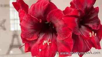 ‘Twas the week before Christmas and gardening gifts are quite easy - The Olympian