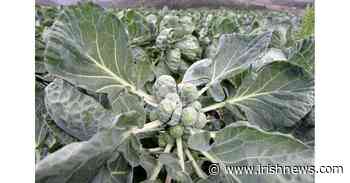 Casual Gardener: Proper Christmas dinner prep - The Irish News - The Irish News