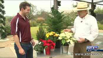 Weekend Gardener: Caring for your holiday plants - KBTX