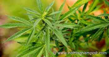 Basford smoker became cannabis gardener in return for roof over head - Nottinghamshire Live