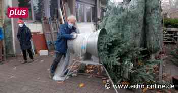 Christbaumhandel in Mannheim mit Tradition - Echo Online