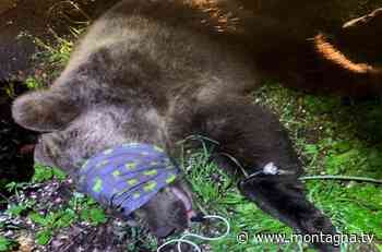 Liberare o non liberare M57? ISPRA e PAT irremovibili: "è un orso pericoloso" - Montagna.TV - Montagna.tv