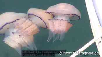 Ispra: il monitoraggio delle meduse da satellite – Fede e Ragione - Fede e Ragione