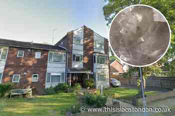 The New Malden accommodation riddled with bed bugs