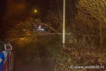 Onverlaat zaagt boom om op Dokkumer rondweg - WâldNet