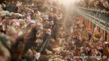 Unbekannte stehlen in Sachsen 400 Hühner