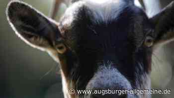 Frau findet abgetrennten Ziegenkopf bei Giengen an der Brenz - augsburger-allgemeine.de