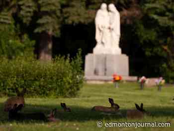 Edmonton's syphilitic cemetery bunnies killed off by different rare rabbit disease
