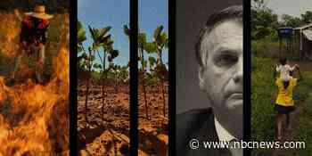 Ranchers and farmers are destroying the rainforest. Is Bolsonaro to blame?