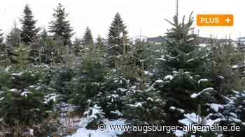 Umfrage in Aichach: Haben Sie schon ihren Christbaum gekauft? - Augsburger Allgemeine