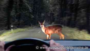 Ein Reh verendet: Wildunfälle bei Dasing und Friedberg - Augsburger Allgemeine