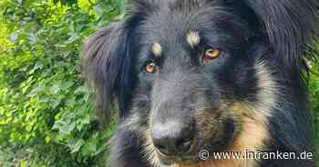 Tierheim Bamberg: Hund Casimir hat "schlimme Vergangenheit"
