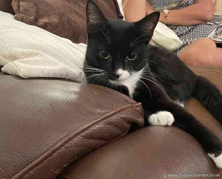 Missing Cat from Ilford (IG3)  - Nahiyat Q. - Townley Grammar School