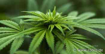 Forscher der TU Chemnitz über Folgen der Cannabis-Legalisierung - COOLIS
