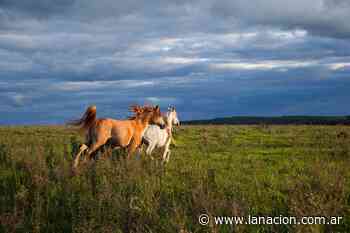 Furor por los caballos importados en la Buenos Aires antigua - LA NACION