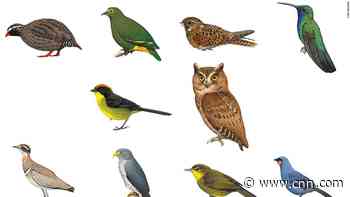 From the Siau scops-owl to the Cuban kite: A global hunt aims to find 10 birds long feared extinct