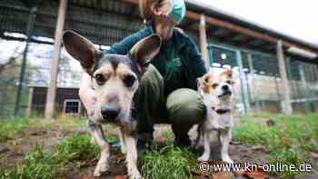 Folge des Corona-Haustierbooms: Lage in Tierheimen spitzt sich zu