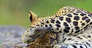 Maharashtra: Leopard found dead on Pune-Nashik highway, forest officials suspect territorial fight - Times Now